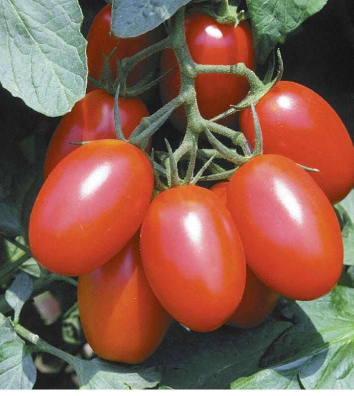 Juliet Tomato (grape) Seedling
